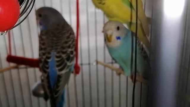 Краткий #обзор попугаев