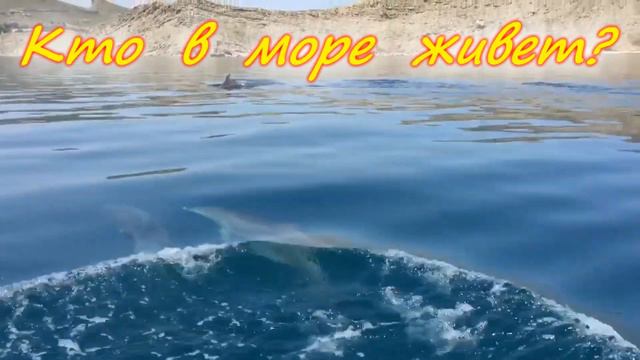 Час натуралиста «Кто в море живет?» для воспитанников МДОУ № 5 города Сочи.