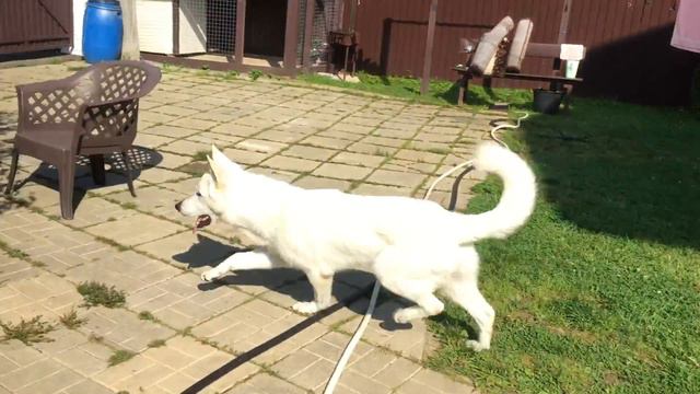 БЕЛАЯ ШВЕЙЦАРСКАЯ ОВЧАРКА ОХОТА НА МУХ | WHITE SWISSE SHEPHERD | WHITE GERMAN SHEPHERD