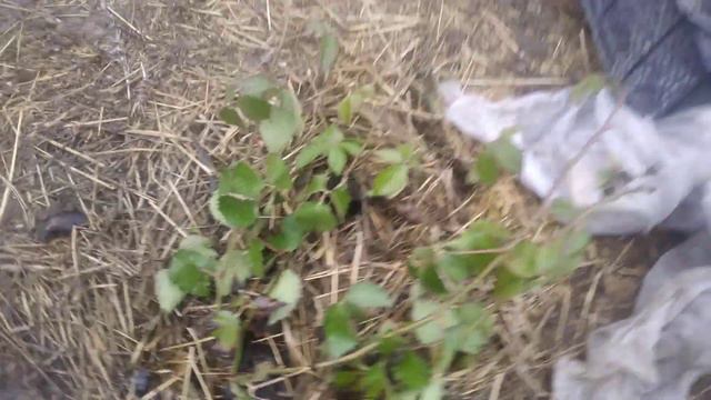 ежевика Аропахо,итог зимовки летнего саженца