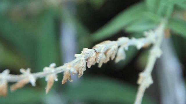 Красота есть везде (Leganty)