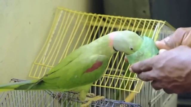 Мужчина спас четырех птиц, после чего 6000 птиц явились поблагодарить его!