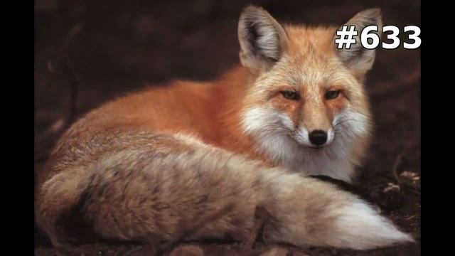 #633. Лисицы (В мире животных)