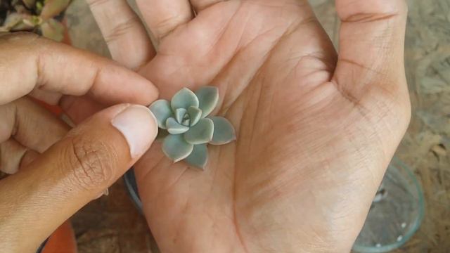 || REPOTTING STEMS WITH PUPS ||