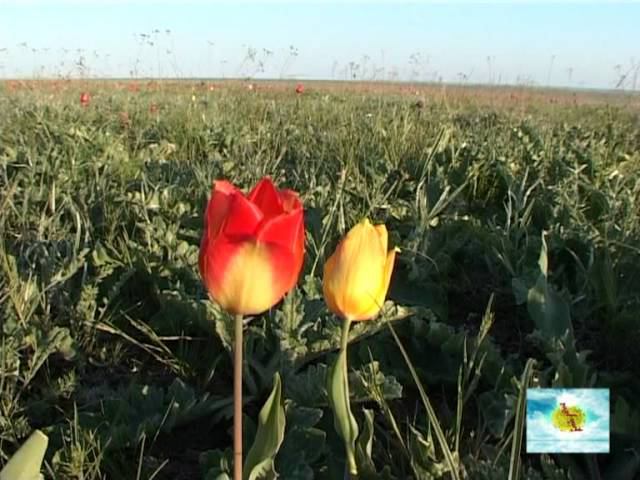 Народный поэт Калмыкии Владимир Нуров