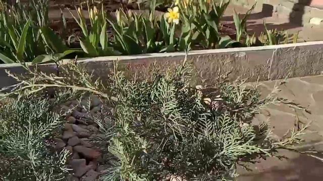 НОВИНКИ для моего сада!