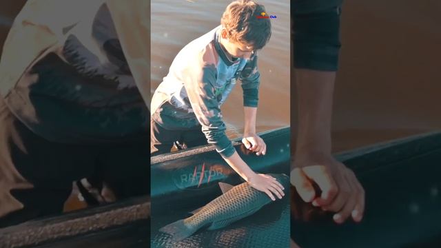 На волю рыбку отпускаем Ловля карпа в завоз Школа рыбалки #shorts