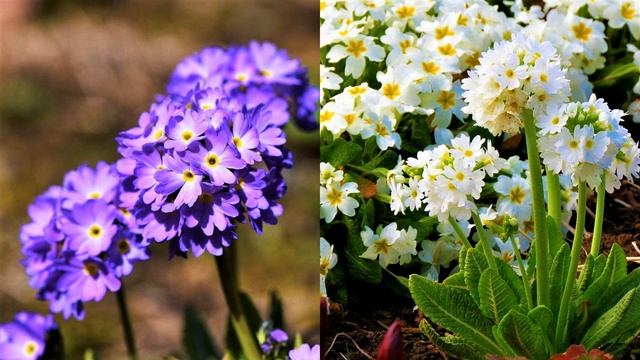 САМЫЕ НЕОБЫЧНЫЕ и Изысканные Многолетние Цветы, Которые УКРАСЯТ ВАШ САД