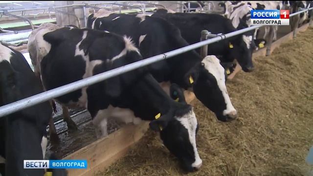 Волгоградская область получит более 600 миллионов рублей на развитие сельского хозяйства