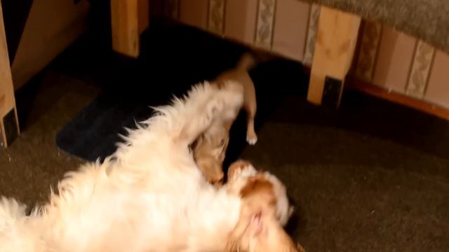 White-Red и Санлюкс Умберто, 07.03.13