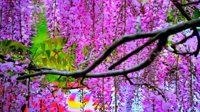 The Beautiful Magnificent Colors Of Wisteria 🎄💐