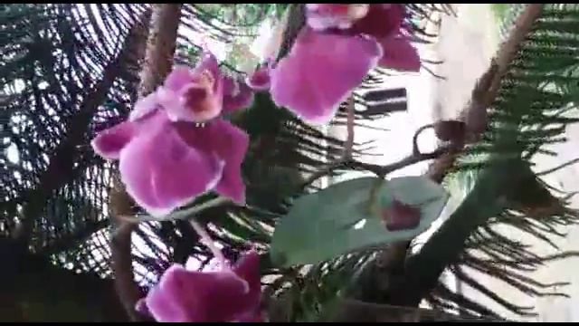 Orchid on the pine tree - Phalaenopsis Taida Pearl Champion