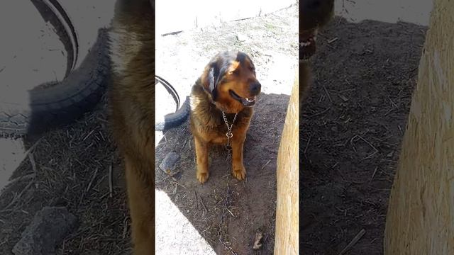 Собака роет ямы, моя Джессика. Тибетский Мастифф. Воспитание или дрессировка!?