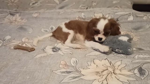 Кавалер Кинг Чарльз Спаниель 🐕