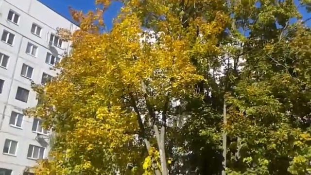 Бетховен. Классическая музыка. (Сонната N 17. Буря). 👏