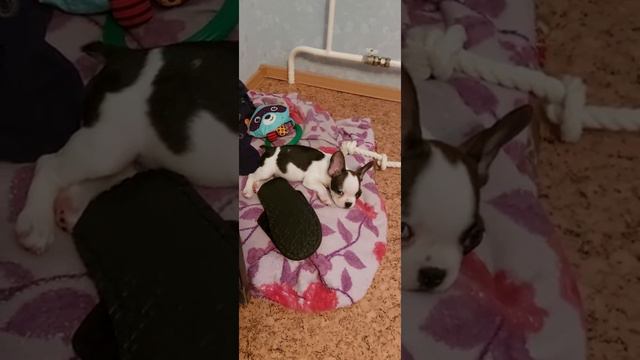 Француз 2 месяца
