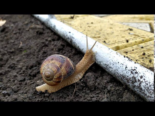 Краснодар-Абинск # В мире насекомых - Улитка штурмует подъем!