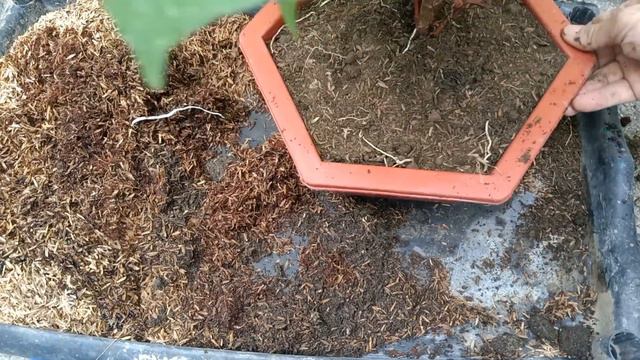 Repotting & Propagating My Plants  | Garden Vlog