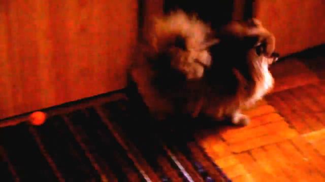 Шпиц померанский карликовый