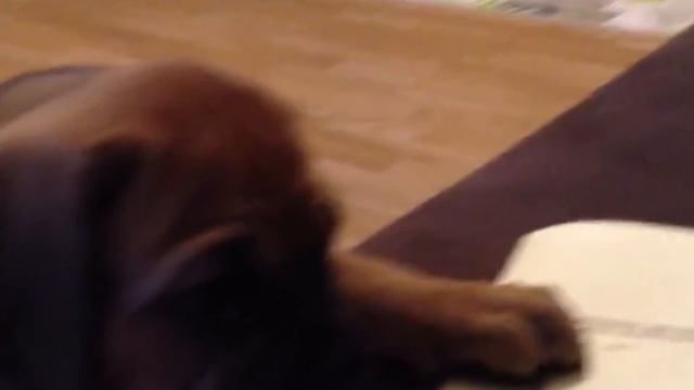 My Puppy Dzhoker Fill // Мой щенок Джокер Фил