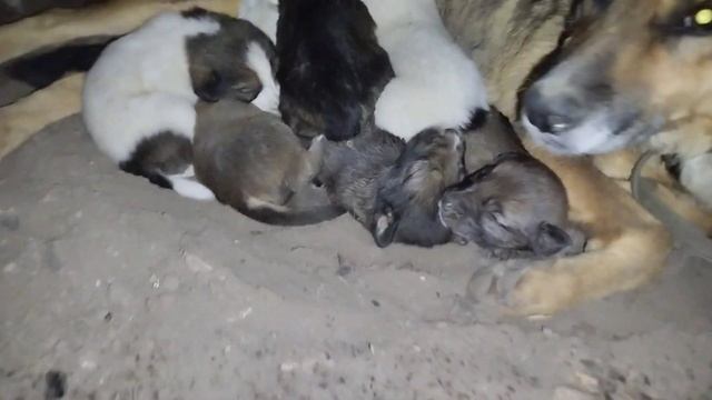 Рост и развитие млекопитающих. День двадцатый.