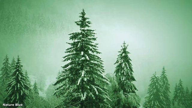 Relax With Nature-Snow Falling On Mountain Pines- Christmas Music