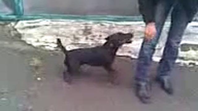 Щенок 1.2года с первого помета