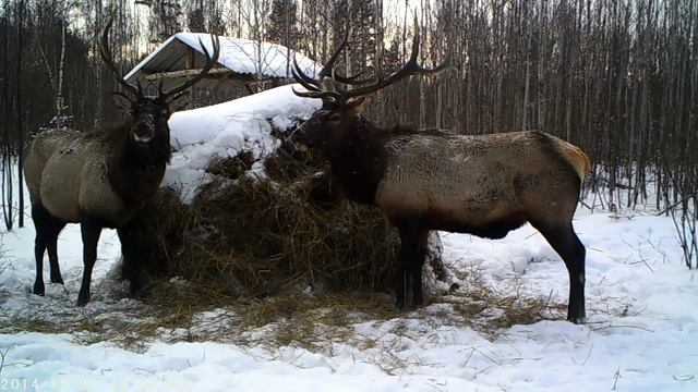 Пушистые Сюрпризы