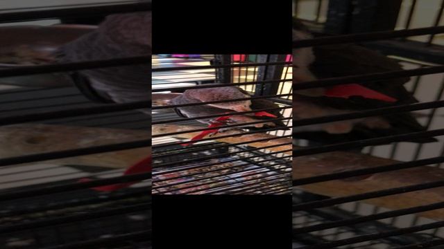 Он в танцах