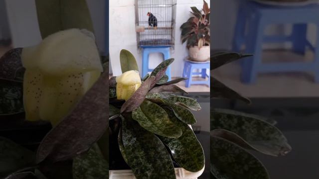 E65db90b0cc0f885f46a6ba6df221e90