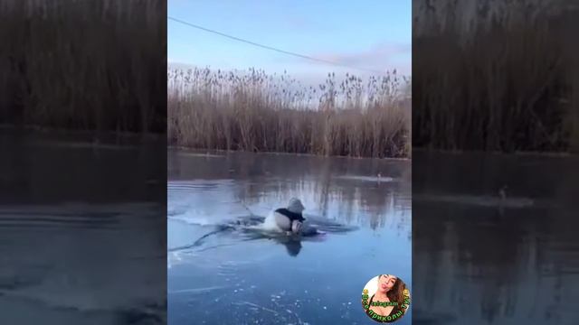 Олег, не надо !!!   Первый лед. Юмор