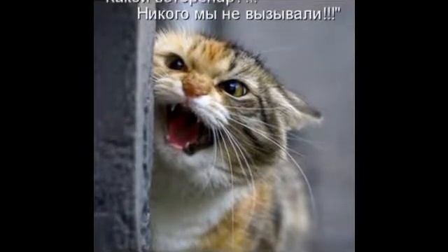 существа неземной красоты это коты