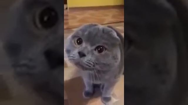 Кот пищит