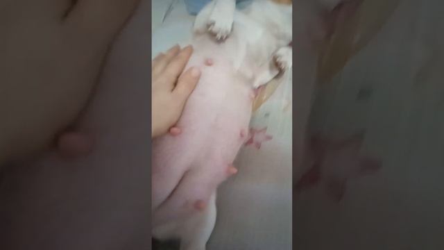 10-12 дней до родов