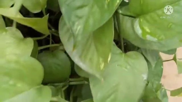 Mera Money Plant As A Christmas Tree🎄🌲