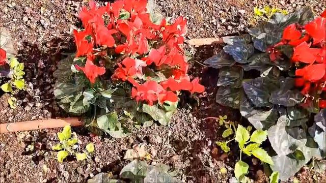 C17ec25b41b73f8fec59a4c0760910d9