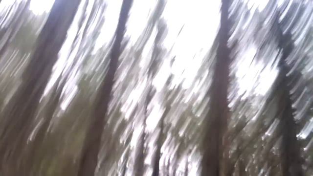 работа лайки по белке_1