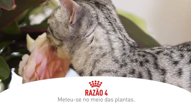 Cinco Razões Pelas Quais O Seu Gato Pode Ter Problemas Gastrintestinais