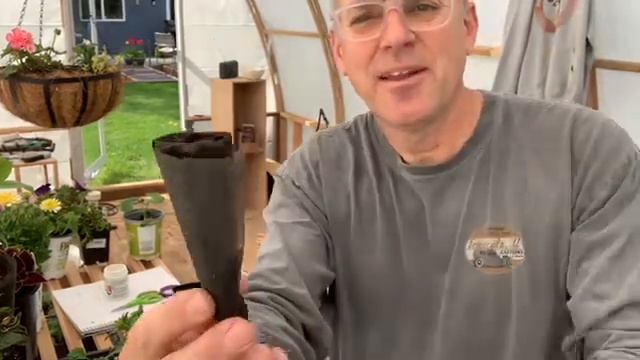 Lemon Tree // Petunias - How To Propagate Cuttings // #petunias #meyerlemon