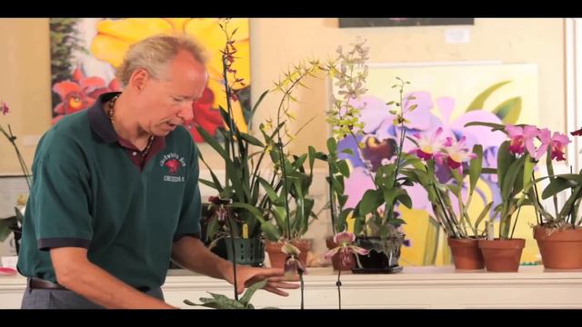 Paphiopedilum Orchid Care
