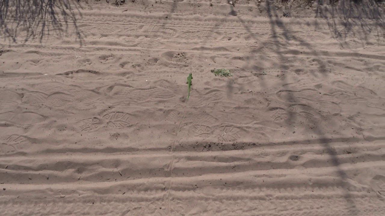 Зеленая ящерица (2)