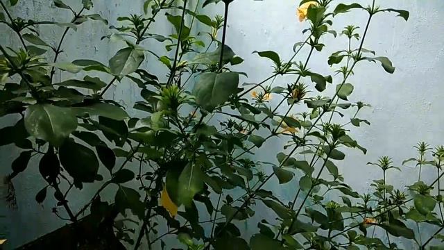 Barleria Prionitis Plant Care
