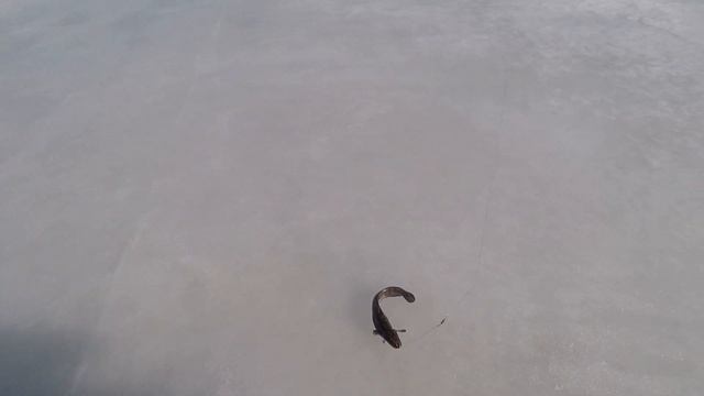 Щуку руками!! на Рыбинке. Это была крутая рыбалка! Sherp Пирожок