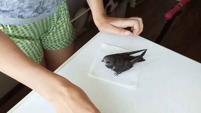 Кормление птенца стрижа