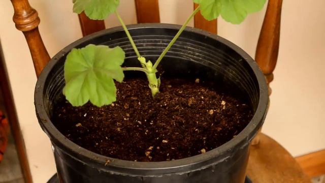 How To Take Cuttings And Clone Geraniums