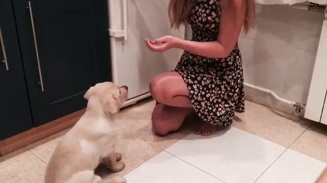 Очень умный щенок. Щенок лабрадора