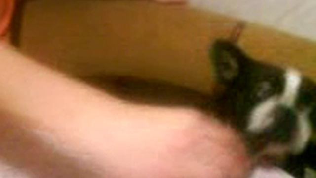 Французкий бульдог и щука.