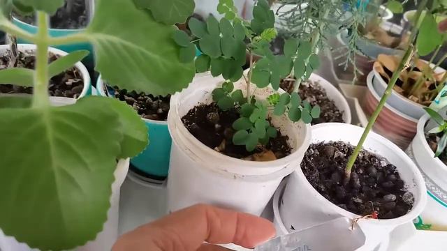 Обзор растений на лоджии