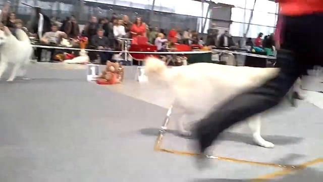 Монопородная выставка белой швейцарской овчарки Фауна 08.02.2014. Сравнение на Лучшего юниора