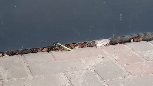 А когда Вы в последний раз видели богомола ? :)